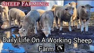 Sheep Farming: Daily Life On A Working Sheep Farm