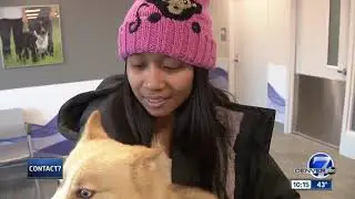 Denver7 viewers help reunite lost service dog with his owners