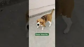 Comedy Beagle 😂 ll #short #trending #funny