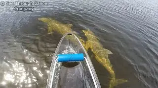 Kayaking with Dolphins in Florida. Awesome Dolphin Encounters in a Clear Kayak.