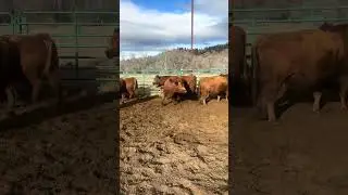 Selling at Headwaters Livestock Auction on January 19, 2026.
