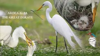 Ardea alba - The Great Egrate