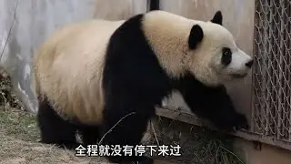 吃播一姐小馨生娃后一出关, 跟七仔和阿宝做起了邻居, 夹在两个大叔之间，小馨很不满意园方的安排，骂完七仔又骂阿宝😂 (2024.12)