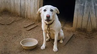 Chained His Whole Life, This Dog Begged For Help