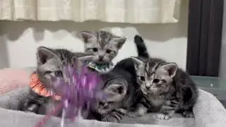 アメショ　グーベビー4匹