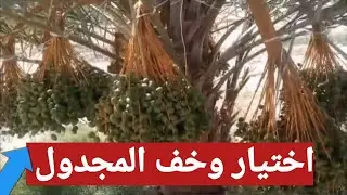 عمليه خف ثمار المجدول، والاختيار والتعاقد علي الفسائل في وقت الإثمار لضمان تطابق الفسائل مع الام ✅
