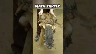 the most largest turtles in the world #animals #youtubeshorts #turtle #trending