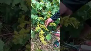 Harvest cocklebur for medicinal use #asmr #asmragriculture #asmrsounds