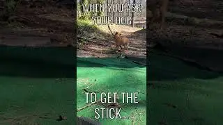 Dog vs. Stick: Bluto The Chihuahua Terrier Mix's 🐕 Hilarious Fetch #shorts #playingfetch
