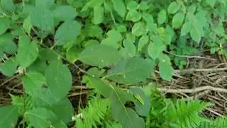 Spicebush Swallowtail Caterpillar Rescue