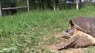 Snapping Turtle Close Encounter