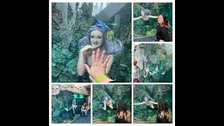 Mermaid Echo Live
