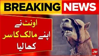 Camel Bites Off Owner Head | Animal Latest Updates | Breaking News