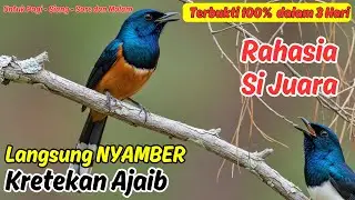 Masteran Murai Batu Full Tembakan, Cepat Nyamber dan Juara