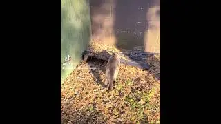 Ted going for a walk