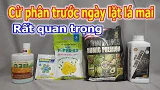 Tưới cử phân cuối trước khi lặt lá mai