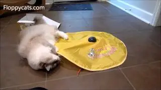 Ragdoll Cat Trigg vs. Undercover Mouse Toy Electronic Cat Toy - ラグドール - Floppycats