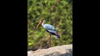 Birding pleasure, filming and documentary shoot !! Bangalore, India