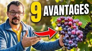 Grapevines: The Most Underrated Plant in the Garden