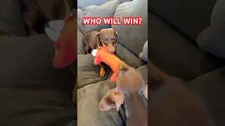 TUG OF WAR #minidachshund #funnydog #puppy #funny #dachshund #dachshundpuppy #cutedog #dog #dogs
