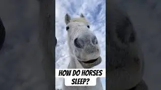 How horses sleep standing up💤 #horse #equineeducation #equestrian #horsefacts #drafthorse #shorts