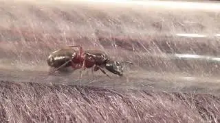 Муравьи вида camponotus herculeanus.