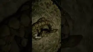 The part of the new webseris which is fantastic 🐍🐲🐉