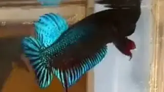 Stunning Blue Betta Fish