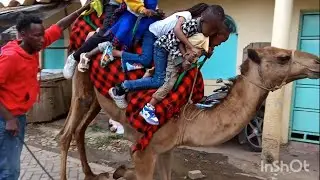 Camel 🐪 rides in the hood are always a Vibe. Nostalgic experience 💯❤️ #christmas #happychristmas 