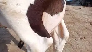 big cow's for sale in the taseel depalpor district okara Punjab Pakistan 03122825966 call what's up 