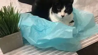 #MeowMonday