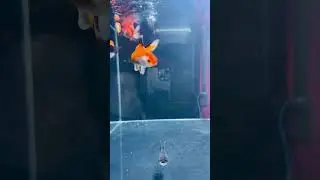 Exotic goldfish with Fire glow Light ￼