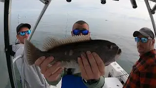 Catching Tautog at Back River Reef in the Chesapeake Bay and caught a tagged fish!