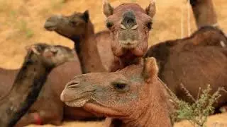 7 Fun Camel Facts and Traits