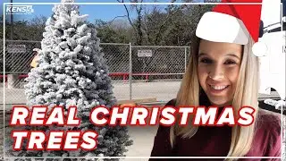 REAL Christmas trees sold in San Antonio 🎄🎄🎄