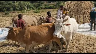 Animal Strong Bull Behavior 