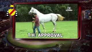 comercial haras philipson