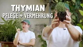 Bienenmagnet Thymian: Die perfekte Pflanze f&uuml;r trockene Sommer! 🥵
