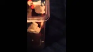 Beardie care