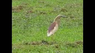 Indian Pond Heron- Breeding season look