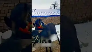 Funniest Donkey Ever Donkey Training the fun way 2432
