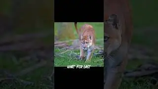 Florida Panther vs Deer &ndash; Speed and Power!#Wildlife#Nature#Animals#AnimalKingdom#PredatorVsPrey