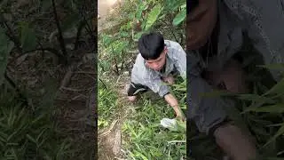 Smart Farming Amazing Bird Trapping Technique #prankvideo #tiktok