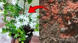 As soon as the Juhi plant is put in its roots in September, the plant will remain filled with 👍🌺🌺