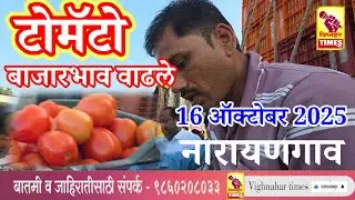 LIVE -नारायणगाव टोमॅटो मार्केट l दि. 16 ऑक्टोबर 2025 रोजी पहा काय बाजारभाव मिळाला l बाजार वाढले l