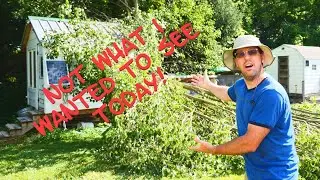 Junk Tree-Good Wood | Bradford Pear Tree Disaster
