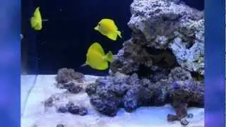 PetSolutions: Hikari Seaweed Extreme