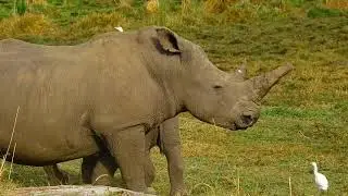 &ldquo;Ride Sharing in the African Bush&rdquo;
