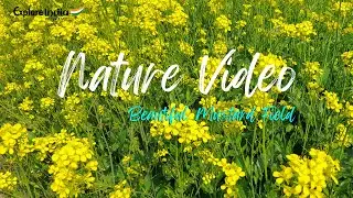 Mustard field - Nature video