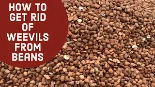 How To Salvage Weevil Infested Beans To Become As Good As New